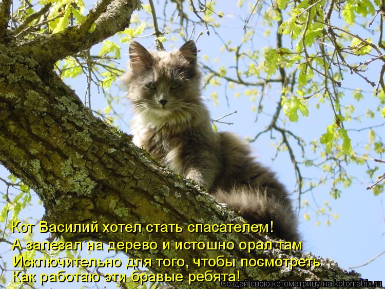 Кот Василий хотел стать спасателем! Как работаю эти бравые ребята! Исключительно для того, чтобы посм... Котоматрица: Кот Василий хотел стать спасателем! Как работаю эти бравые ребята! Исключительно для того, чтобы посмотреть А залезал на дерево и истошно о