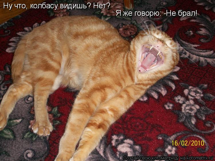 Ну что, колбасу видишь? Нет? Я же говорю: -Не брал!... Котоматрица: Ну что, колбасу видишь? Нет? Я же говорю: -Не брал!