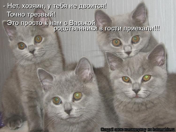 - Нет, хозяин, у тебя не двоится! Точно трезвый! Это просто к нам с Васькой родственники в гости прие... Котоматрица: - Нет, хозяин, у тебя не двоится! Точно трезвый! Это просто к нам с Васькой родственники в гости приехали!!!