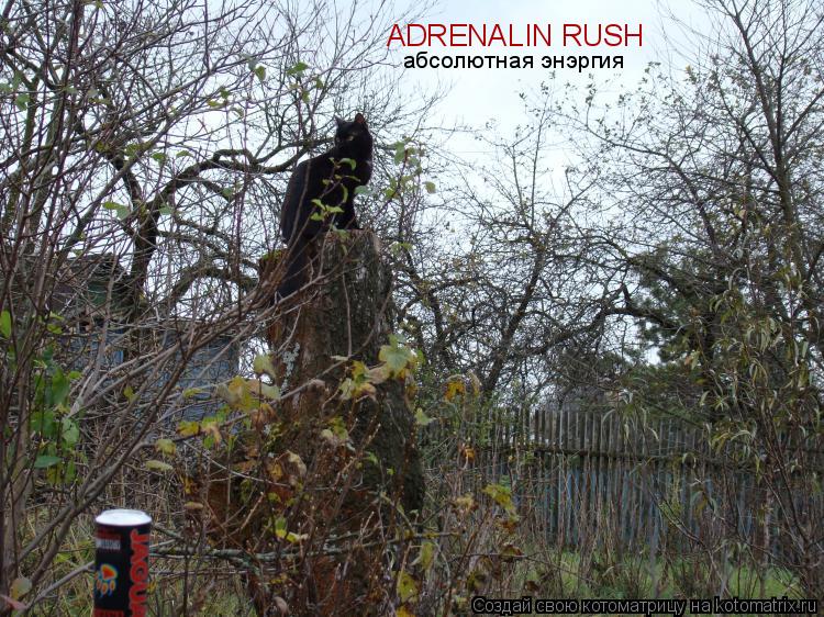 ADRENALIN RUSH абсолютная энэргия... Котоматрица: ADRENALIN RUSH абсолютная энэргия