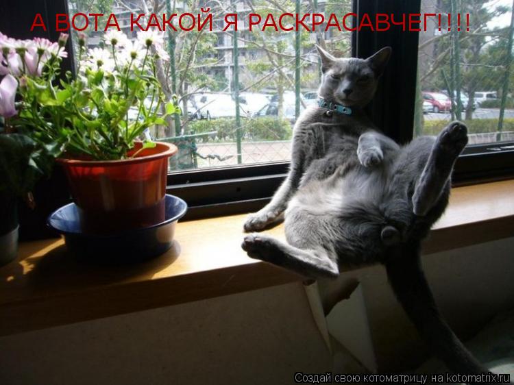 А ВОТА КАКОЙ Я РАСКРАСАВЧЕГ!!!!... Котоматрица: А ВОТА КАКОЙ Я РАСКРАСАВЧЕГ!!!!