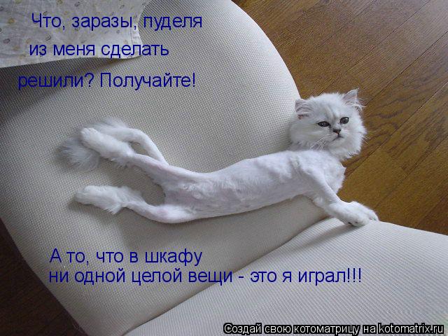 Что, заразы, пуделя из меня сделать решили? Получайте! А то, что в шкафу ни одной целой вещи - это... Котоматрица: Что, заразы, пуделя из меня сделать решили? Получайте! А то, что в шкафу ни одной целой вещи - это я играл!!!