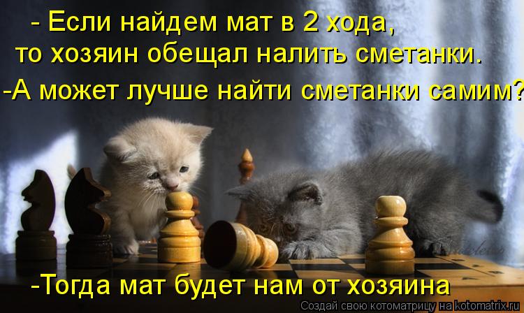 Котоматрица: - Если найдем мат в 2 хода, то хозяин обещал налить сметанки. -А может лучше найти сметанки самим? -Тогда мат будет нам от хозяина