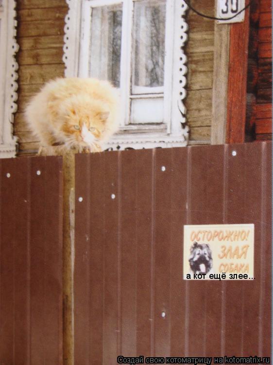 а кот ещё злее...... Котоматрица: а кот ещё злее...