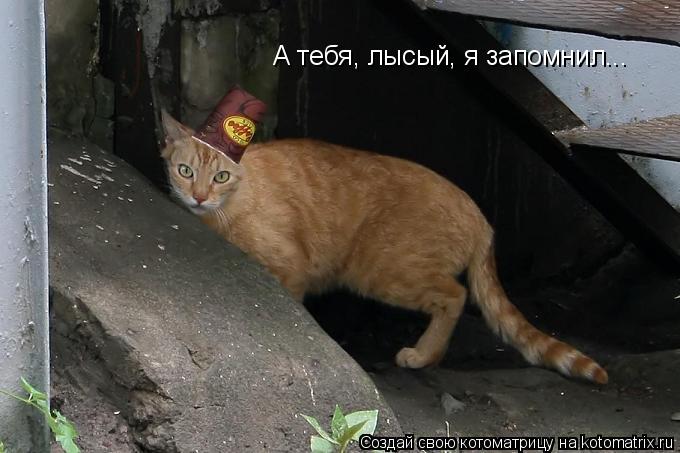 Котоматрица: А тебя, лысый, я запомнил...