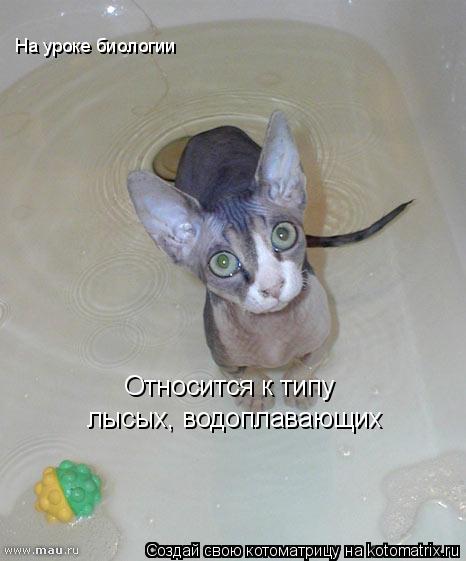 На уроке биологии Относится к типу лысых, водоплавающих... Котоматрица: На уроке биологии Относится к типу лысых, водоплавающих