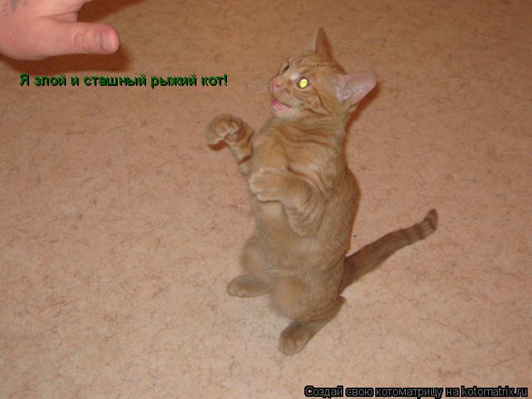 Котоматрица: Я злой и сташный рыжий кот!