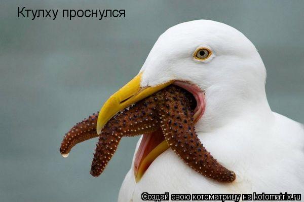 Ктулху проснулся... Котоматрица: Ктулху проснулся