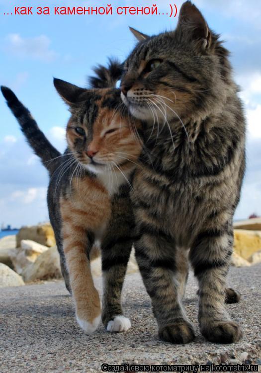 ...как за каменной стеной...))... Котоматрица: ...как за каменной стеной...))