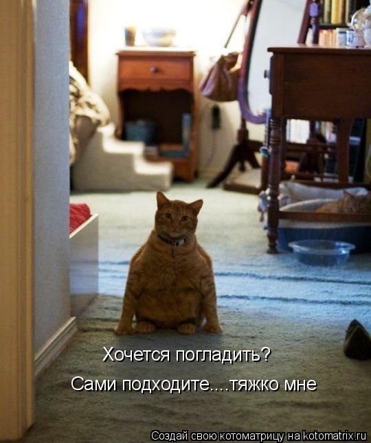 Хочется погладить? Сами подходите....тяжко мне... Котоматрица: Хочется погладить? Сами подходите....тяжко мне