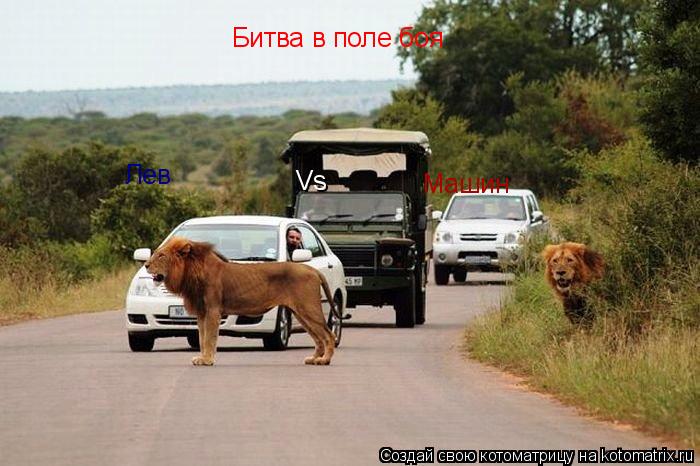 Битва в поле боя Лев Vs Машин... Котоматрица: Битва в поле боя Лев Vs Машин