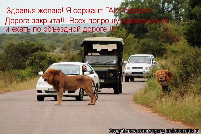 Котоматрица: Здравья желаю! Я сержант ГАИ Козлов!!! Дорога закрыта!!! Всех попрошу развернуться и ехать по объездной дороге!!!!