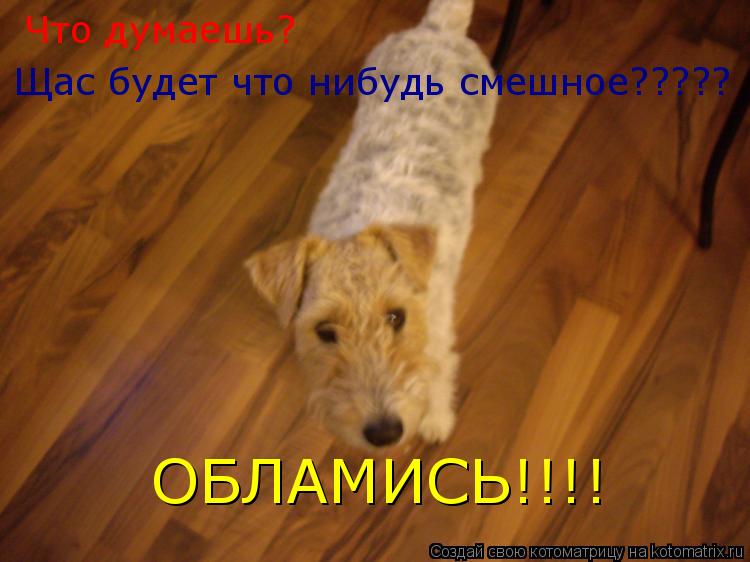 Что думаешь? Щас будет что нибудь смешное????? ОБЛАМИСЬ!!!!... Котоматрица: Что думаешь? Щас будет что нибудь смешное????? ОБЛАМИСЬ!!!!