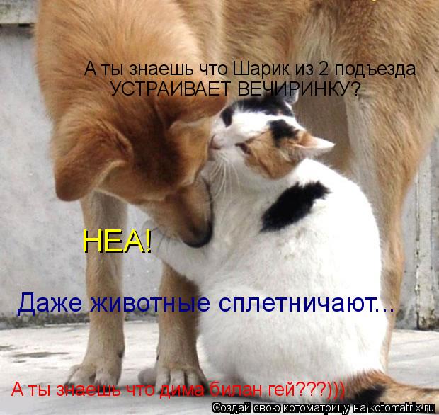 А ты знаешь что Шарик из 2 подъезда УСТРАИВАЕТ ВЕЧИРИНКУ? НЕА! Даже животные сплетничают... А ты знае... Котоматрица: А ты знаешь что Шарик из 2 подъезда УСТРАИВАЕТ ВЕЧИРИНКУ? НЕА! Даже животные сплетничают... А ты знаешь что дима билан гей???)))
