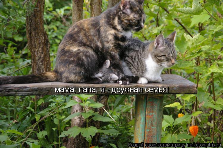 мама, папа, я - дружная семья!... Котоматрица: мама, папа, я - дружная семья!