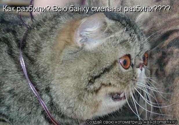 Как разбили? Всю банку сметаны разбили????... Котоматрица: Как разбили? Всю банку сметаны разбили????