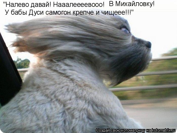"Налево давай! Нааалеееевооо! В Михайловку! У бабы Дуси самогон крепче и чищеее!!!"... Котоматрица: "Налево давай! Нааалеееевооо! В Михайловку! У бабы Дуси самогон крепче и чищеее!!!"
