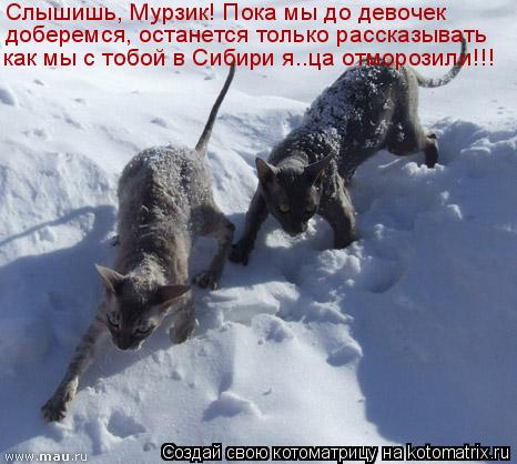 Слышишь, Мурзик! Пока мы до девочек как мы с тобой в Сибири я..ца отморозили!!! доберемся, останется ... Котоматрица: Слышишь, Мурзик! Пока мы до девочек как мы с тобой в Сибири я..ца отморозили!!! доберемся, останется только рассказывать