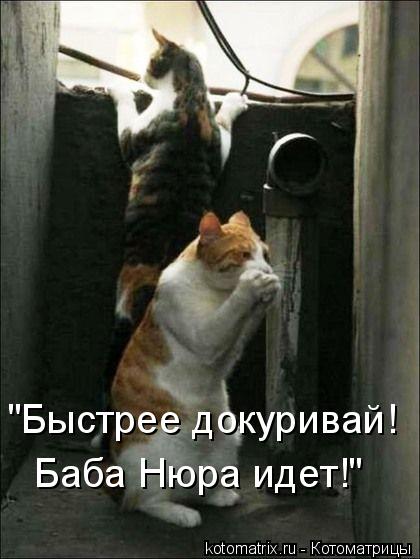 "Быстрее докуривай! Баба Нюра идет!"... Котоматрица: "Быстрее докуривай! Баба Нюра идет!"