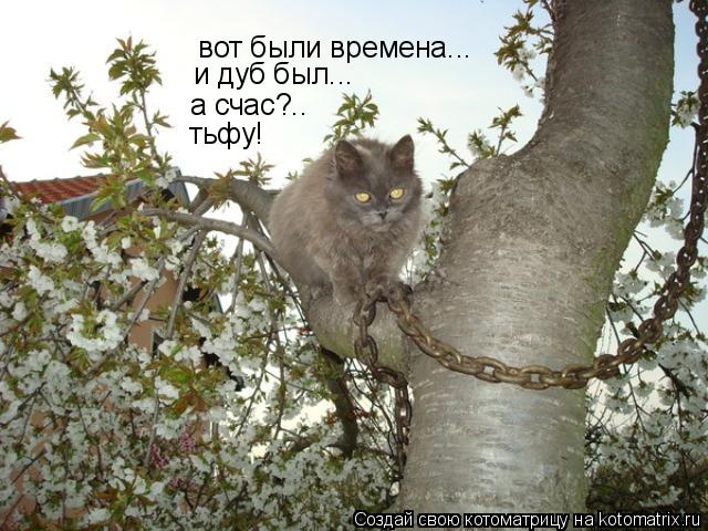 вот были времена... и дуб был... и дуб был... а счас?.. тьфу!... Котоматрица: вот были времена... и дуб был... и дуб был... а счас?.. тьфу!