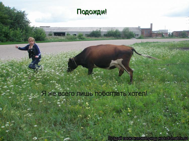 Подожди! Я же всего лишь поболтать хотел!... Котоматрица: Подожди! Я же всего лишь поболтать хотел!