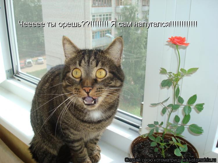 Чеееее ты орешь??!!!!!!!! Я сам напугался!!!!!!!!!!!!... Котоматрица: Чеееее ты орешь??!!!!!!!! Я сам напугался!!!!!!!!!!!!