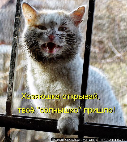 Хозяюшка открывай, твоё "солнышко" пришло!... Котоматрица: Хозяюшка открывай, твоё "солнышко" пришло!