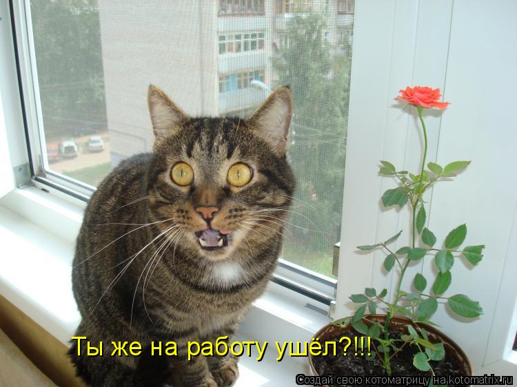 Ты же на работу ушёл?!!!... Котоматрица: Ты же на работу ушёл?!!!