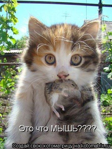Это что МЫШЬ????... Котоматрица: Это что МЫШЬ????