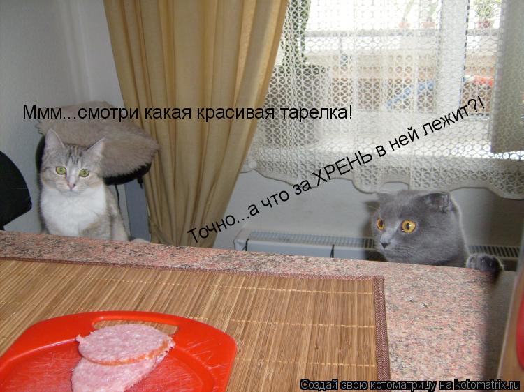 Ммм...смотри какая красивая тарелка! Точно...а что за ХРЕНЬ в ней лежит?!... Котоматрица: Ммм...смотри какая красивая тарелка! Точно...а что за ХРЕНЬ в ней лежит?!
