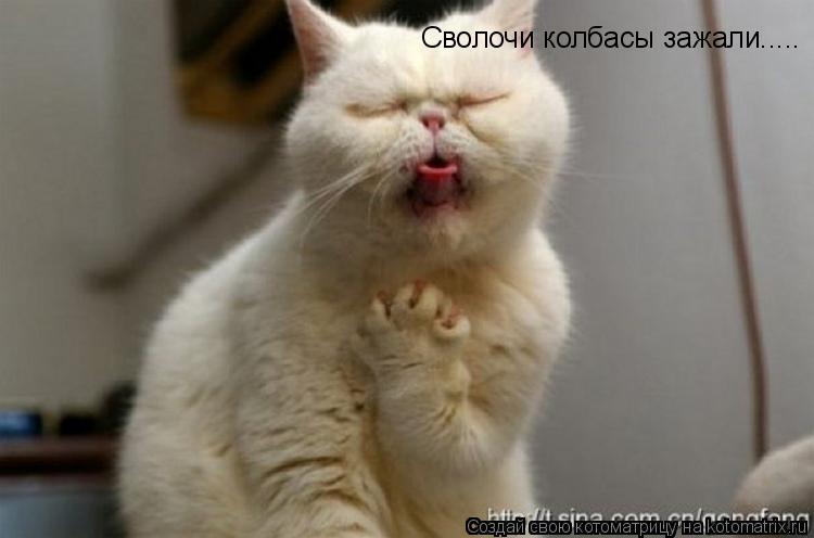 Сволочи колбасы зажали........ Котоматрица: Сволочи колбасы зажали.....