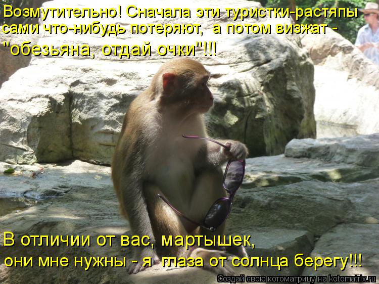 Возмутительно! Сначала эти туристки-растяпы сами что-нибудь потеряют, а потом визжат - "обезьяна, о... Котоматрица: Возмутительно! Сначала эти туристки-растяпы сами что-нибудь потеряют, а потом визжат - "обезьяна, отдай очки"!!! В отличии от вас, мартышек, о