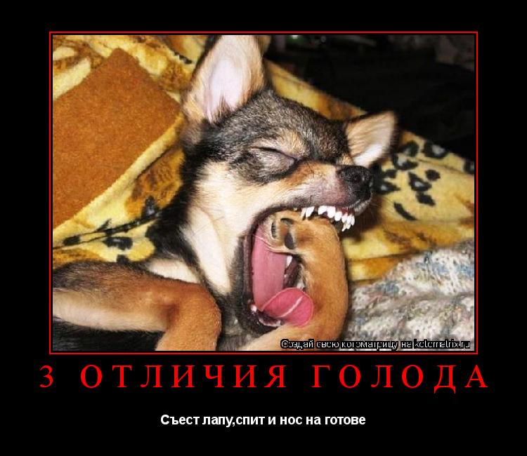 3 отличия голода Съест лапу,спит и нос на готове... Котоматрица: 3 отличия голода Съест лапу,спит и нос на готове
