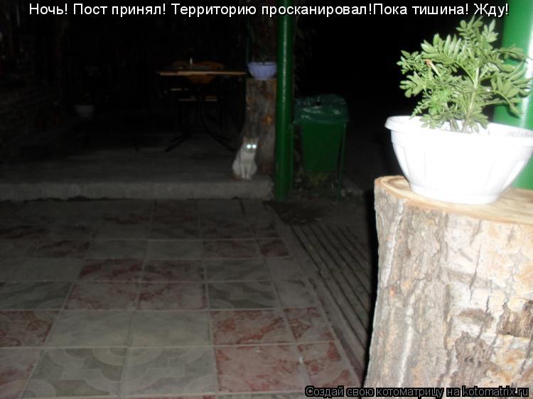 Ночь! Пост принял! Территорию просканировал!Пока тишина! Жду!... Котоматрица: Ночь! Пост принял! Территорию просканировал!Пока тишина! Жду!