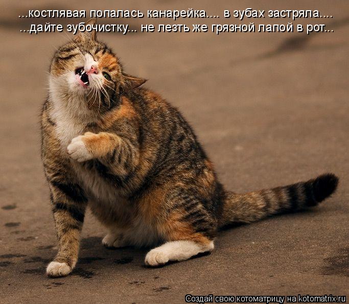 ...костлявая попалась канарейка.... в зубах застряла.... ...дайте зубочистку... не лезть же грязной ... Котоматрица: ...костлявая попалась канарейка.... в зубах застряла.... ...дайте зубочистку... не лезть же грязной лапой в рот...