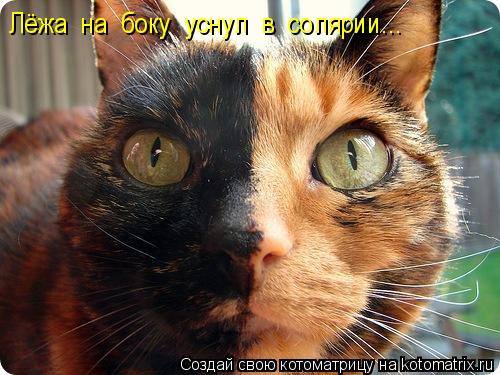 Лёжа на боку уснул в солярии...... Котоматрица: Лёжа на боку уснул в солярии...