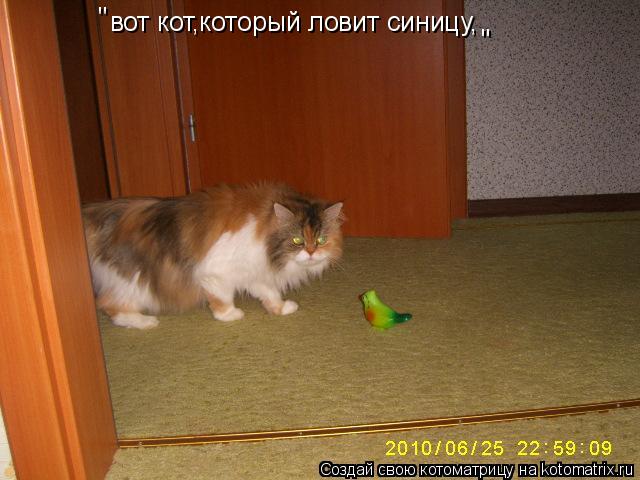 вот кот,который ловит синицу, " " "... Котоматрица: вот кот,который ловит синицу, " " "