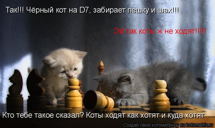 Эй так коты ж не ходят!!!!! Так!!! Чёрный кот на D7, забирает пешку и шах!!! Кто тебе такое сказал? К... Котоматрица: Эй так коты ж не ходят!!!!! Так!!! Чёрный кот на D7, забирает пешку и шах!!! Кто тебе такое сказал? Коты ходят как хотят и куда хотят