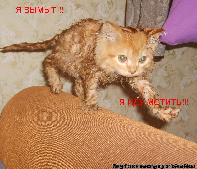 Я ВЫМЫТ!!! Я ИДУ МСТИТЬ!!!... Котоматрица: Я ВЫМЫТ!!! Я ИДУ МСТИТЬ!!!
