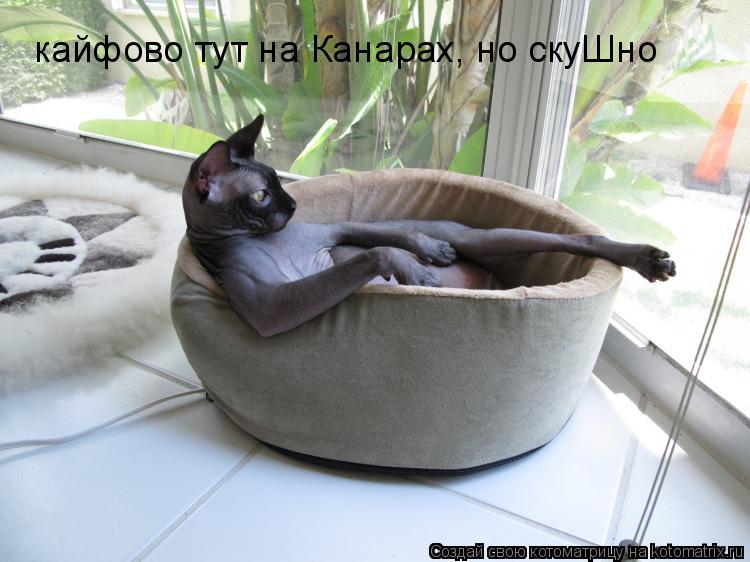 кайфово тут на Канарах, но скуШно... Котоматрица: кайфово тут на Канарах, но скуШно