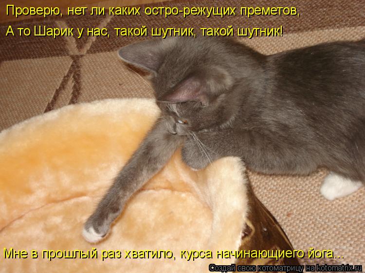 Проверю, нет ли каких остро-режущих преметов, А то Шарик у нас, такой шутник, такой шутник! Мне в пр... Котоматрица: Проверю, нет ли каких остро-режущих преметов, А то Шарик у нас, такой шутник, такой шутник! Мне в прошлый раз хватило, курса начинающиего йог