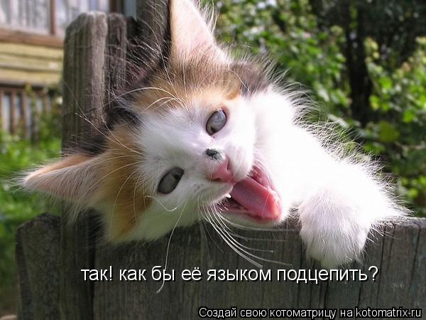 так! как бы её языком подцепить?... Котоматрица: так! как бы её языком подцепить?