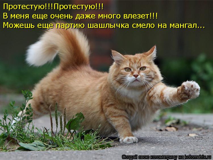 Протестую!!!Протестую!!! В меня еще очень даже много влезет!!! В меня еще очень даже много влезет!!! ... Котоматрица: Протестую!!!Протестую!!! В меня еще очень даже много влезет!!! В меня еще очень даже много влезет!!! Можешь еще партию шашлычка смело на мангал..