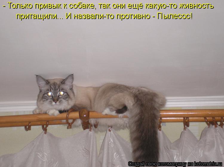 - Только привык к собаке, так они ещё какую-то живность притащили... И назвали-то противно - Пылесос!... Котоматрица: - Только привык к собаке, так они ещё какую-то живность притащили... И назвали-то противно - Пылесос!
