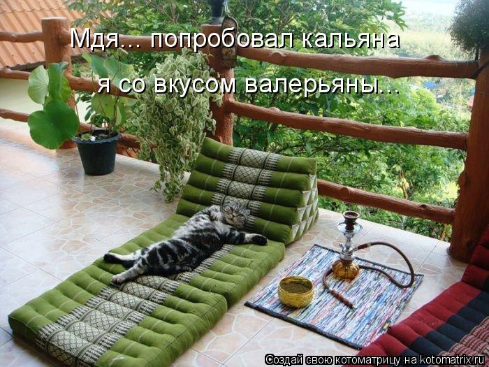 Мдя... попробовал кальяна я со вкусом валерьяны...... Котоматрица: Мдя... попробовал кальяна я со вкусом валерьяны...