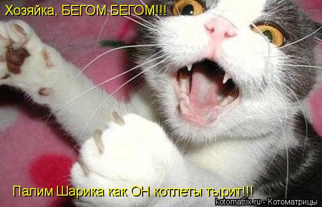 Хозяйка, БЕГОМ,БЕГОМ!!! Палим Шарика как ОН котлеты тырит!!!... Котоматрица: Хозяйка, БЕГОМ,БЕГОМ!!! Палим Шарика как ОН котлеты тырит!!!