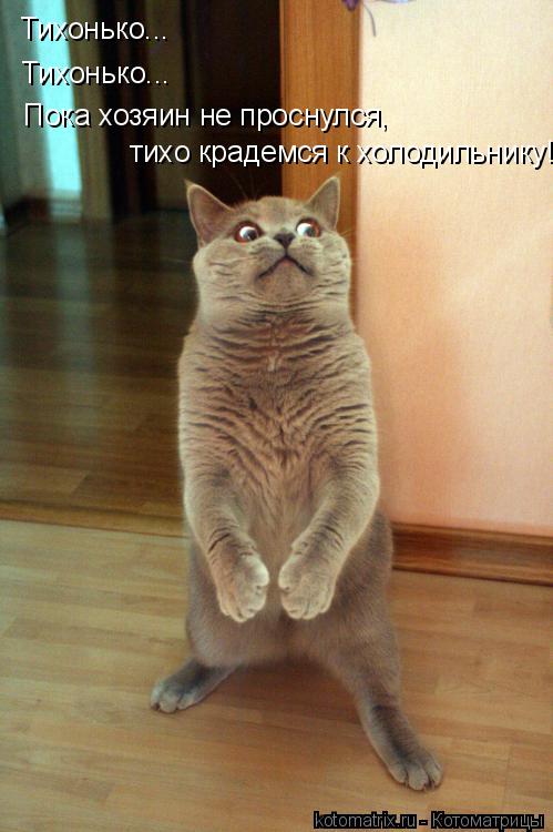 Тихонько... Тихонько... Пока хозяин не проснулся, тихо крадемся к холодильнику!... Котоматрица: Тихонько... Тихонько... Пока хозяин не проснулся, тихо крадемся к холодильнику!
