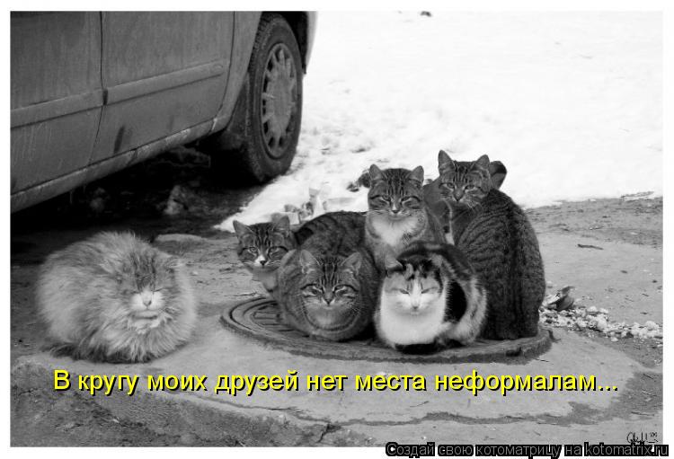 В кругу моих друзей нет места неформалам...... Котоматрица: В кругу моих друзей нет места неформалам...