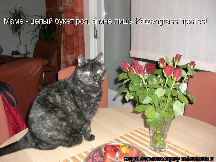 Маме - целый букет роз, а мне лишь Katzengrass принес!... Котоматрица: Маме - целый букет роз, а мне лишь Katzengrass принес!