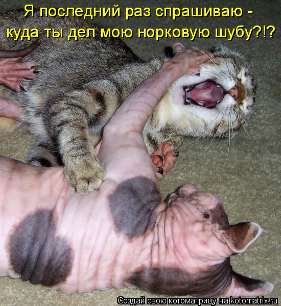 Я последний раз спрашиваю - куда ты дел мою норковую шубу?!?... Котоматрица: Я последний раз спрашиваю - куда ты дел мою норковую шубу?!?
